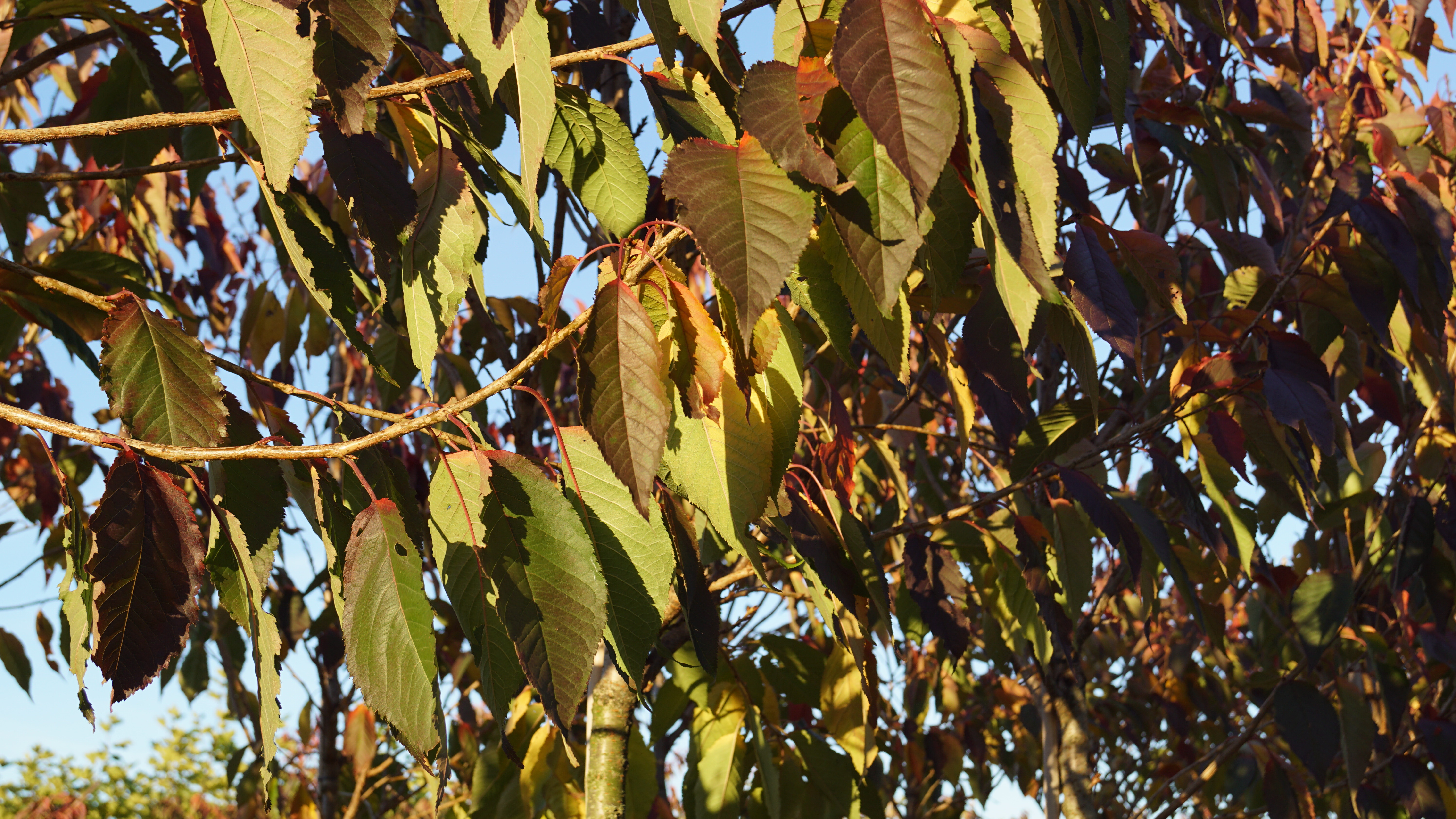 Prunus serrulata 'Kanzan' (2)-3